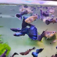 ماهی گوپی بلو مسکو گرید بالا