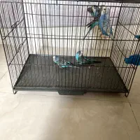 مرغ عشق|پرنده|شهر ری, صفاییه (چشمه علی)|دیوار