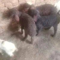 یک بره شیری