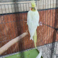 سه جفت عروس هلندی زعفرانی مولد|پرنده|اهواز, کیانشهر|دیوار