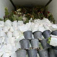 بار جدید شارژشد گلهای جدیدگلتاک