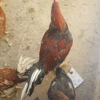 خروس لاری بدن دار|حیوانات مزرعه|مشهد, چهاربرج|دیوار