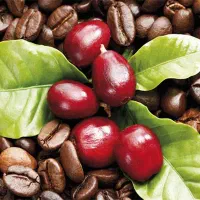 دانه قهوه درجه یک