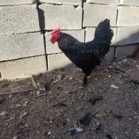 خروس سیاه|حیوانات مزرعه|شیراز, حومه شیراز|دیوار