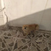 سگ پامر|سگ|مشهد, سناباد|دیوار