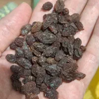 کشمش آفتاب خشک