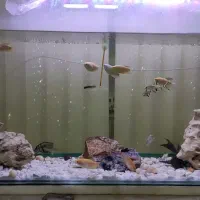 اکواریوم لبه خم1متری|ماهی|اشکذر, |دیوار