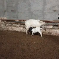 بز و بزغاله|حیوانات مزرعه|تربت‌حیدریه, بالا ولایت|دیوار