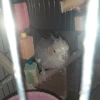 عروس هلندی همراه جوجه|پرنده|تهران, قیطریه|دیوار