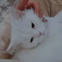 گربه پرشین|گربه|میاندوآب, |دیوار