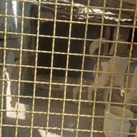 سگ نگهبان|سگ|چهارباغ, |دیوار