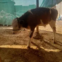 گوساله نر اصل سیمینتال