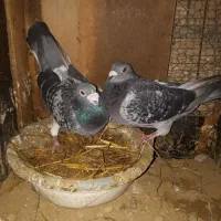 کبوترپلاکی|پرنده|گنبد کاووس, |دیوار