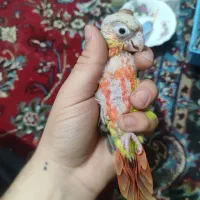 گرینچیک فول رد