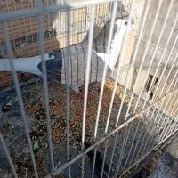 کبوتر|پرنده|چناران, |دیوار