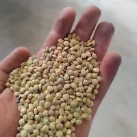 فروش عدس سبز و قرمز بوجاری شده