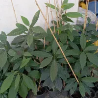 نهال اواکادو