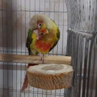 گرینچیک اناناسی فرار کرده