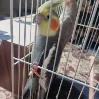 عروس هلندی محدودی رستمی 21 و23 گم شد
