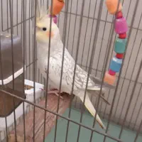 عروس هلندی|پرنده|مشکین‌دشت, |دیوار