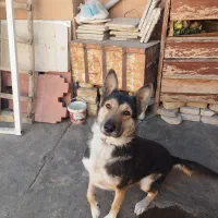 سگ نگهبان|سگ|بیستون, |دیوار