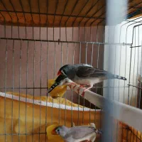 فروش یا معاوضه فنچ