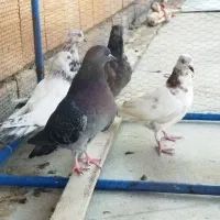 کبوتر دونه ای 150