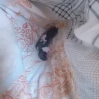 خرگوش|موش و خرگوش|مسجد سلیمان, |دیوار