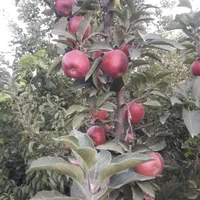 نهال و نهالستان سبلان سبز تختی