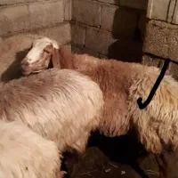دو عدد گوسفند چال وقره چال ابستن ویک عدد بز|حیوانات مزرعه|اهر, |دیوار