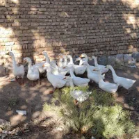 تعدادی قوغاز سفیدچینی واوکراینی بفروش میرسد|حیوانات مزرعه|مرند, |دیوار