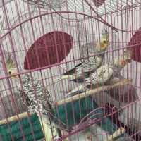 سه تا عروس هلندی نر