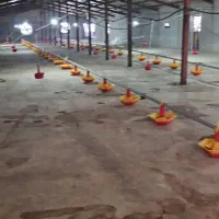 مزرعه پرورش بوقلمون واقع در استان البرز