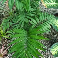 گل گیاه گلستان