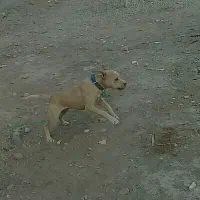 واگذاری یک قلاده پیت بول ماده