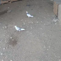 کبوتر فروشی