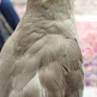 عروس هلندی گمشده