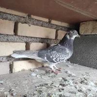 کبوتر دوبالی و شازده|پرنده|شهمیرزاد, |دیوار