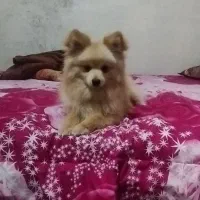 سگ خونگی کوکو ۸ ماهه