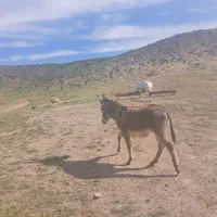 کره خر نر یک ونیم ساله