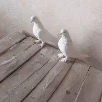 کبوتر پر