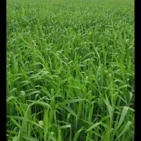 زمین کشاورزی