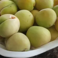 زردالوی تازه چیده شده باغ.تو واوان هستیم|خوردنی و آشامیدنی|اسلام‌شهر, |دیوار