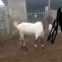 بز پاکستانی اصل