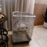 یه جفت عروس هلندی