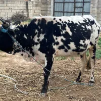 گاوقربانی