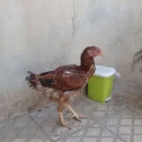 خروس ومرغ لاری|حیوانات مزرعه|ابهر, |دیوار