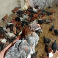 ۱۷۰۰۰۰|حیوانات مزرعه|شفت, |دیوار