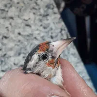 سهره ماده|پرنده|تهران, هرندی|دیوار