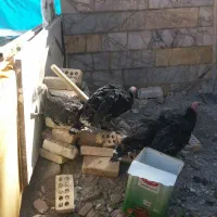 ۴عددبغلمون برنزه|حیوانات مزرعه|مشهد, یوسفیه (شهرک غرب)|دیوار